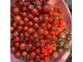 cherry-tomato-small-0