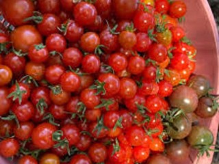 cherry-tomato